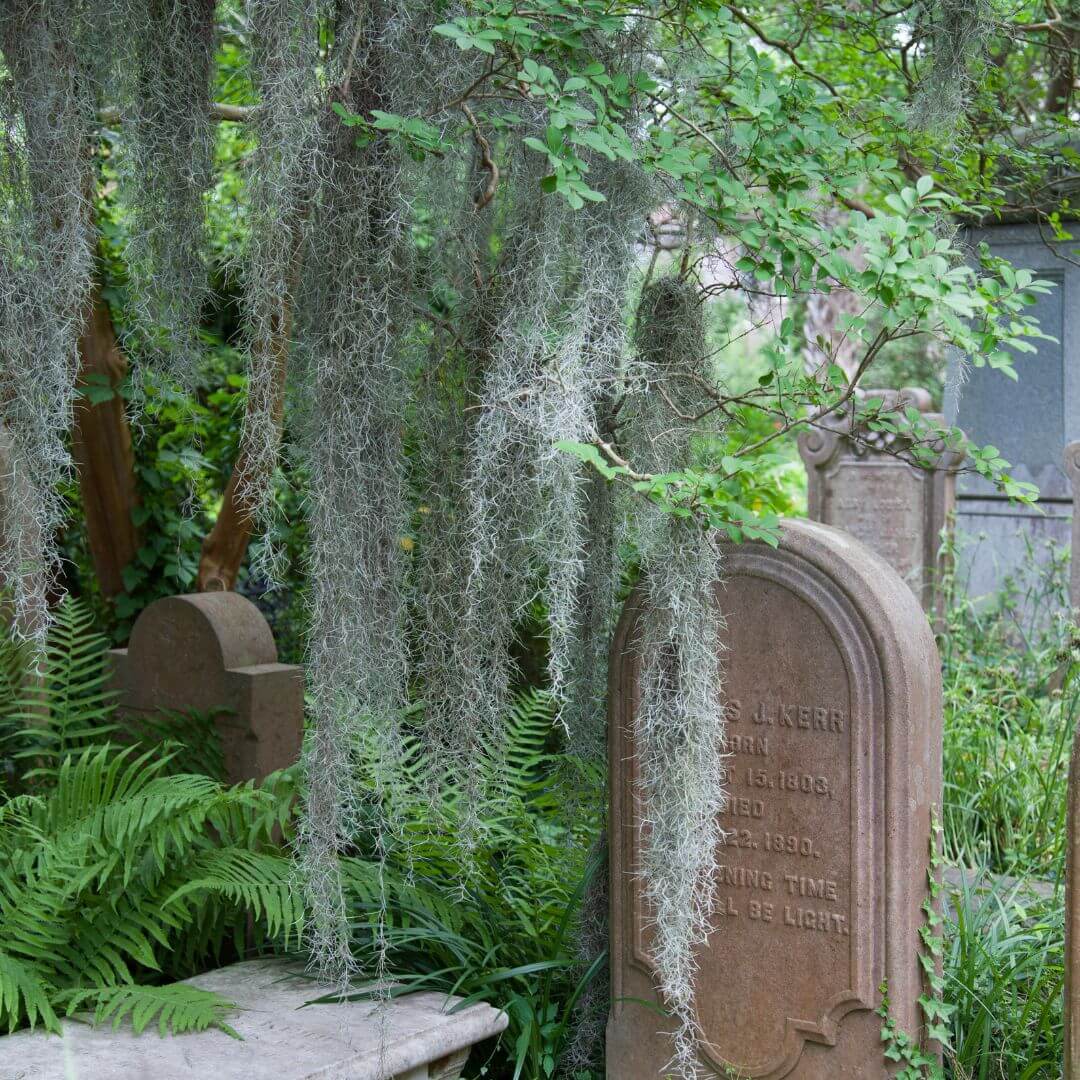 Photo of Grave Yard in Downtown Charleston
